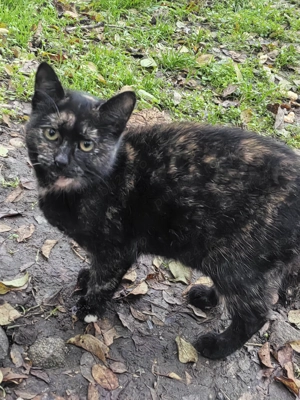 Pisicuță Tortie  - imagine 5