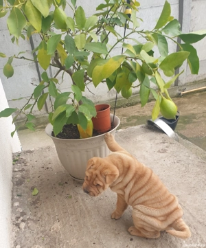 Shar pei drăguți  - imagine 5