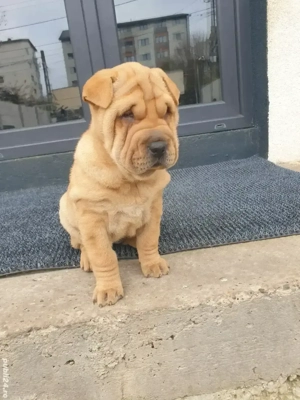 Shar pei drăguți  - imagine 3