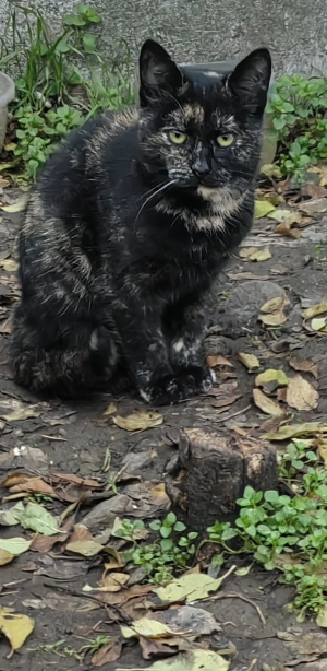 Pisicuță Tortie  - imagine 6