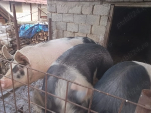 Porci de vânzare , crescuți doar cu cereale !! - imagine 2