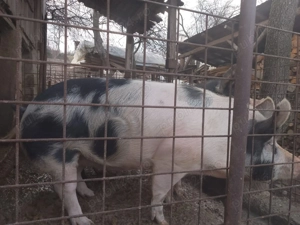 Porci de vânzare , crescuți doar cu cereale !! - imagine 4