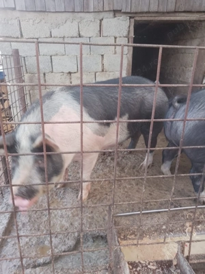 Porci de vânzare , crescuți doar cu cereale !!