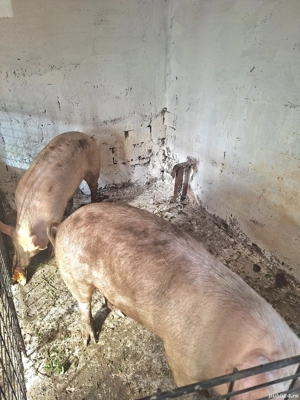 3 porci 110-165kg    - imagine 3