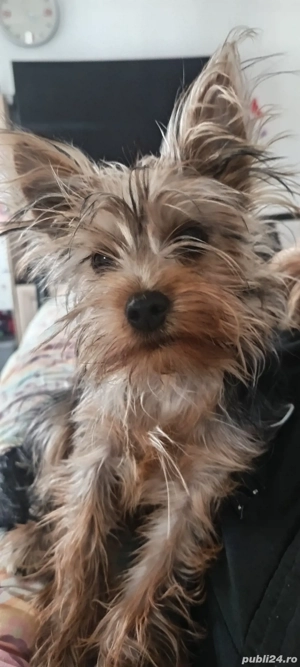 vand cățelușă Yorkshire toy 