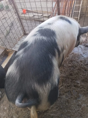 Porci de vânzare , crescuți doar cu cereale !! - imagine 5