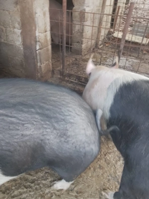 Porci de vânzare , crescuți doar cu cereale !! - imagine 3
