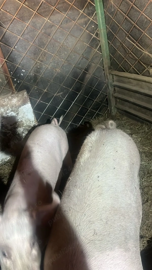 Porci crescuti cu porumb bio Landrace 150-350 kg 17 lei