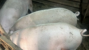Porci crescuti cu porumb bio Landrace 150-350 kg 17 lei - imagine 4