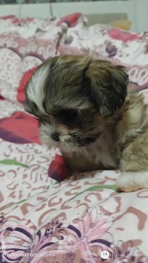 Shih Tzu de vânzare 