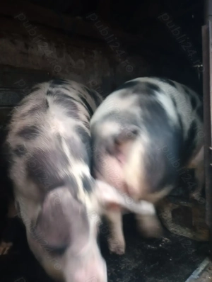 Vând porci de carne rasă pietrean  - imagine 3