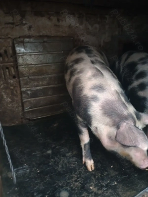 Vând porci de carne rasă pietrean  - imagine 5