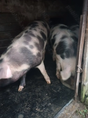 Vând porci de carne rasă pietrean  - imagine 2