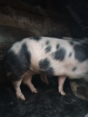 Vând porci de carne rasă pietrean  - imagine 4