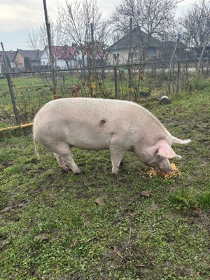 Porc Marele Alb de carne