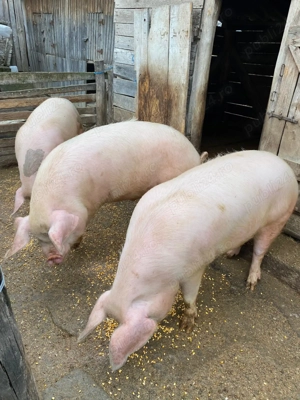 Vând porci grași 
