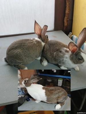 Hycole francez  - imagine 2