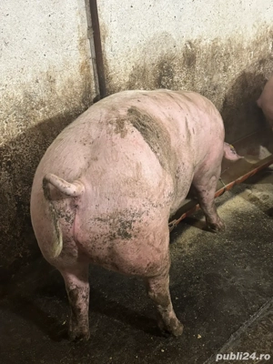 Vând porci 100-160 kg - imagine 4