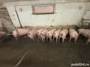 Vând porci 100-230 kg