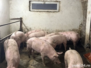 Vând porci 100-160 kg - imagine 3