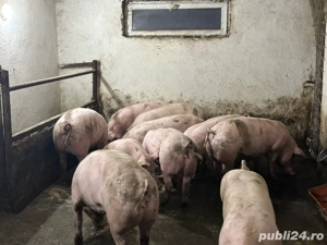 Vând porci 100-160 kg - imagine 2