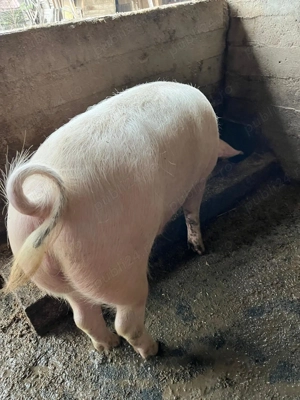 De vânzare porci  - imagine 4