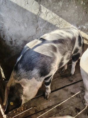 Purcea de vânzare  - imagine 2