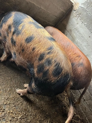 De vânzare porci  - imagine 3