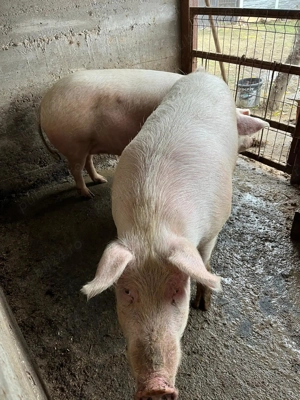 De vânzare porci  - imagine 2