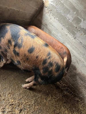 De vânzare porci  - imagine 5