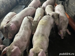 Vând porci 100-160 kg - imagine 5