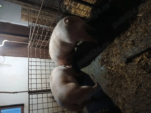 Vând 2 porci