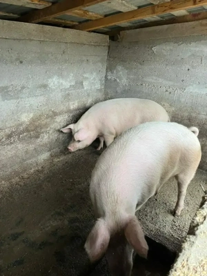 De vânzare porci 