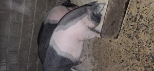 Porci de vânzare Bazna 