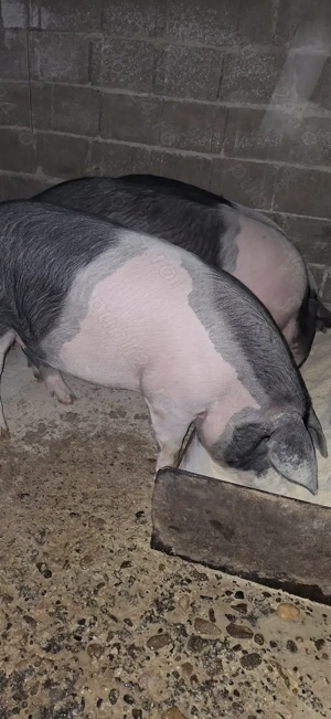 Porci de vânzare Bazna 