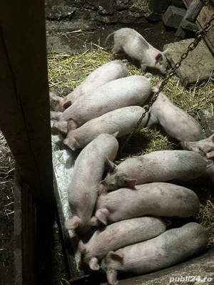 purcei de 8 saptamani 