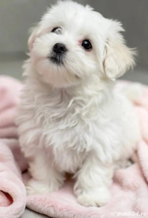 Vand bishon talie mica 2 luni rasa fetita