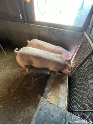 Vand porci  - imagine 3