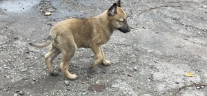 Pui Ciobanesc Malinois