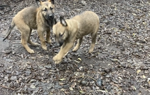 Pui Ciobanesc Malinois - imagine 3