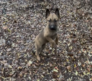 Pui Ciobanesc Malinois - imagine 2