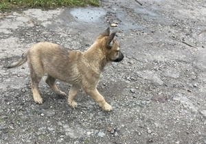 Pui Ciobanesc Malinois - imagine 4