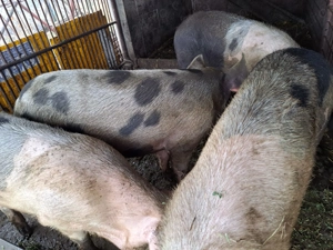 Vând porci pentru sacrificat - imagine 2