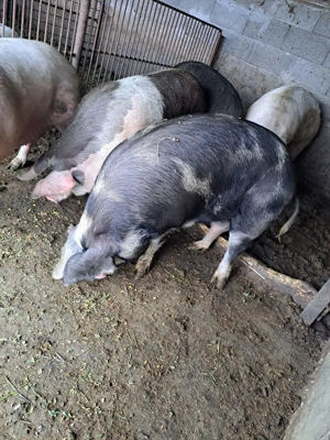 Vând porci pentru sacrificat - imagine 3