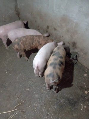 Vand purcei 2-3 luni 