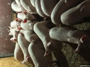 vand purcei - imagine 2