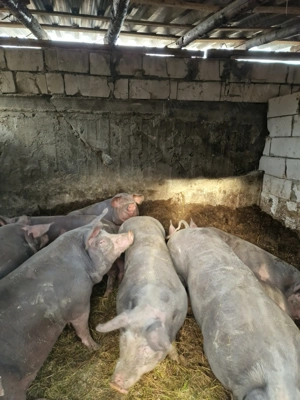 Vand porci pietreni belgieni