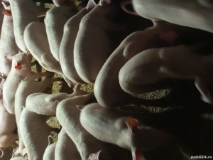 vand purcei - imagine 3