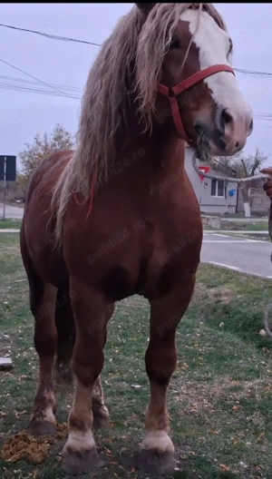 Vând Armasar cu acte 