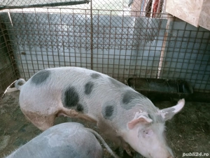 Porc de Crăciun  - imagine 3